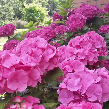 Ostsee Kronacher * ליבק